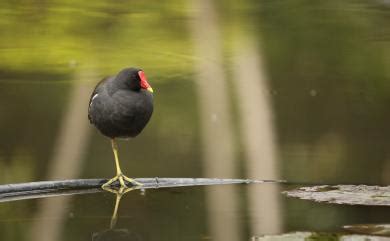 水雞屬|Gallinula chloropus chloropus 